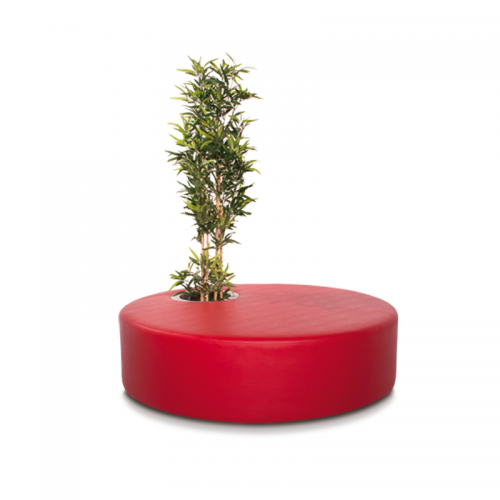 Poppy Plant