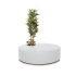 Poppy Plant White