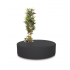 Poppy Plant Black