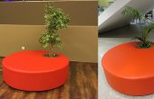 Poppy Plant