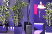 Bambu (Planta)