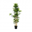 Bambu 