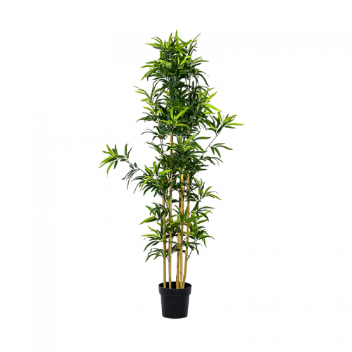 Bambu 